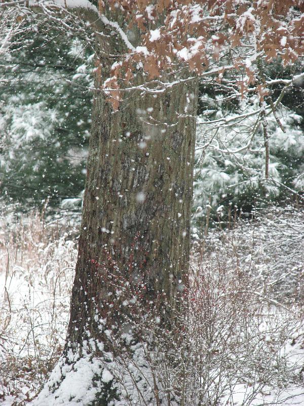 2008-12-07_First_Snow 085.jpg